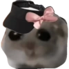 Criceto 9