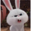 Snowball rabbit 6
