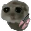 Criceto 11