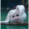Snowball rabbit 5