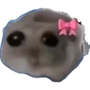 Criceto 5