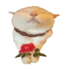 🐱•🩶Michis🩶•🐱 12