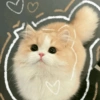 Cats Cute 🐱🥰 13