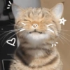 Cats Cute 🐱🥰 10