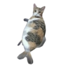 🐱•🩶Michis🩶•🐱 8