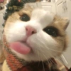 Cats Cute 🐱🥰 7