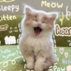 Cats Cute 🐱🥰 15