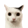 🐱•🩶Michis🩶•🐱 13