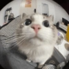 Cats Cute 🐱🥰 12