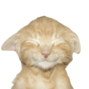 🐱•🩶Michis🩶•🐱 9