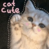Cats Cute 🐱🥰 16