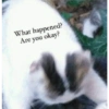 Cats meme 21