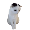 🐱•🩶Michis🩶•🐱 11