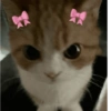 Cats Cute 🐱🥰 9