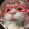 Cats Cute 🐱🥰 5