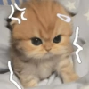 Cats Cute 🐱🥰 11
