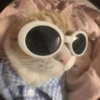Cats Cute 🐱🥰 8