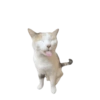 🐱•🩶Michis🩶•🐱 10