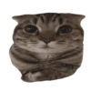 🐱•🩶Michis🩶•🐱 14
