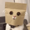 Cats Cute 🐱🥰 18