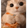 Gatitos comiendo dulces  27