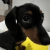 Perros salchicha 2.0 17