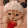 Gatitos comiendo dulces  25