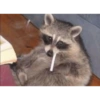 Miau 12
