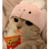 Gatitos comiendo dulces  26