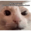 Miau 7