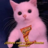 Gatitos comiendo dulces  30