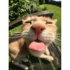 Miau 5