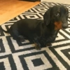 Perros salchicha 2.0 18