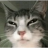 Miau 6