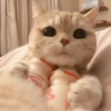 Gatitos comiendo dulces  28