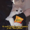 Gatitos comiendo dulces  29