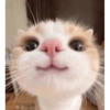 Dilo con Gatos 21