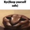 Silly cat memes 6