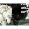 Sé un lobo 12