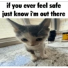 Silly cat memes 7