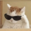 Dilo con Gatos 27