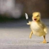 Animalitos 11