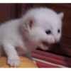 Dilo con Gatos 28