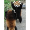 Animalitos 12