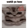 Silly cat memes 10