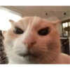 Dilo con Gatos 20
