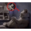 Silly cat memes 8