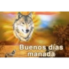 Sé un lobo 16