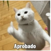 Dilo con Gatos 8