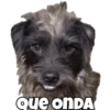 Perro y gato 17
